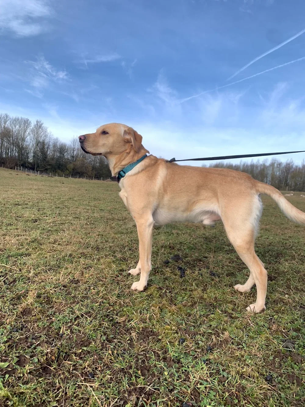 Ellehcim Pace Your Pooch - Darlington pet otel