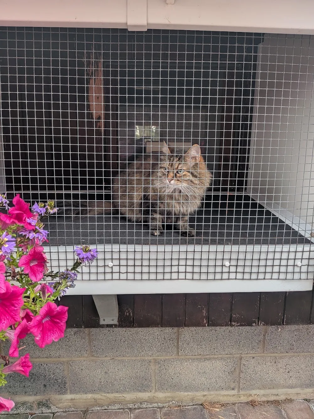Low Chantry Farm Boarding Kennels & Cattery - Darlington pet otel