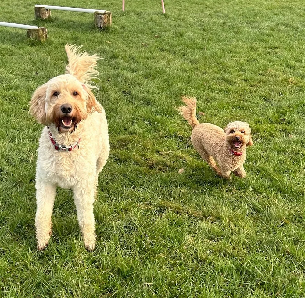 Muddy Paws Home Boarding & Dog Walking - Darlington pet otel görseli 2