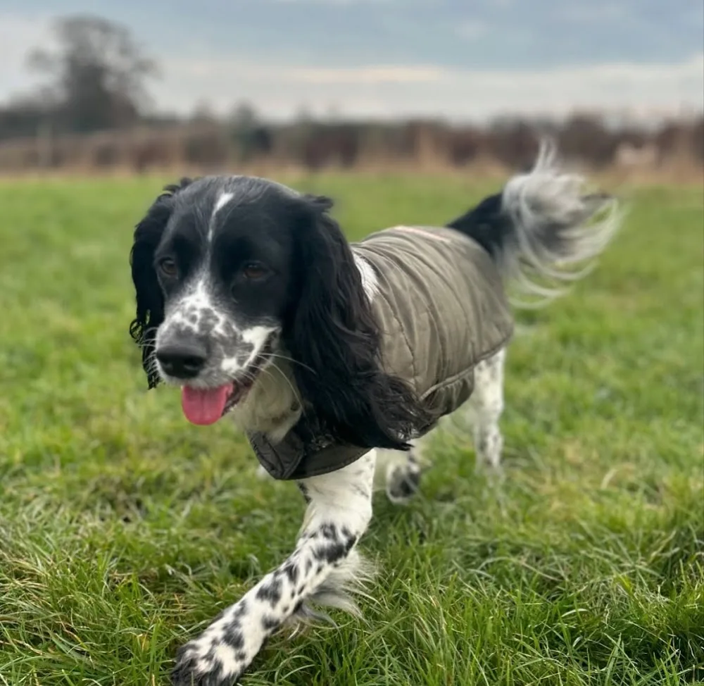 Muddy Paws Home Boarding & Dog Walking - Darlington pet otel görseli 3