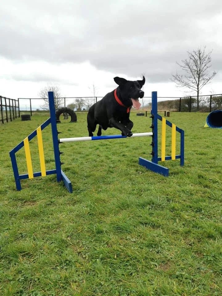 Oat Hill Farm Boarding Kennels - Darlington pet otel