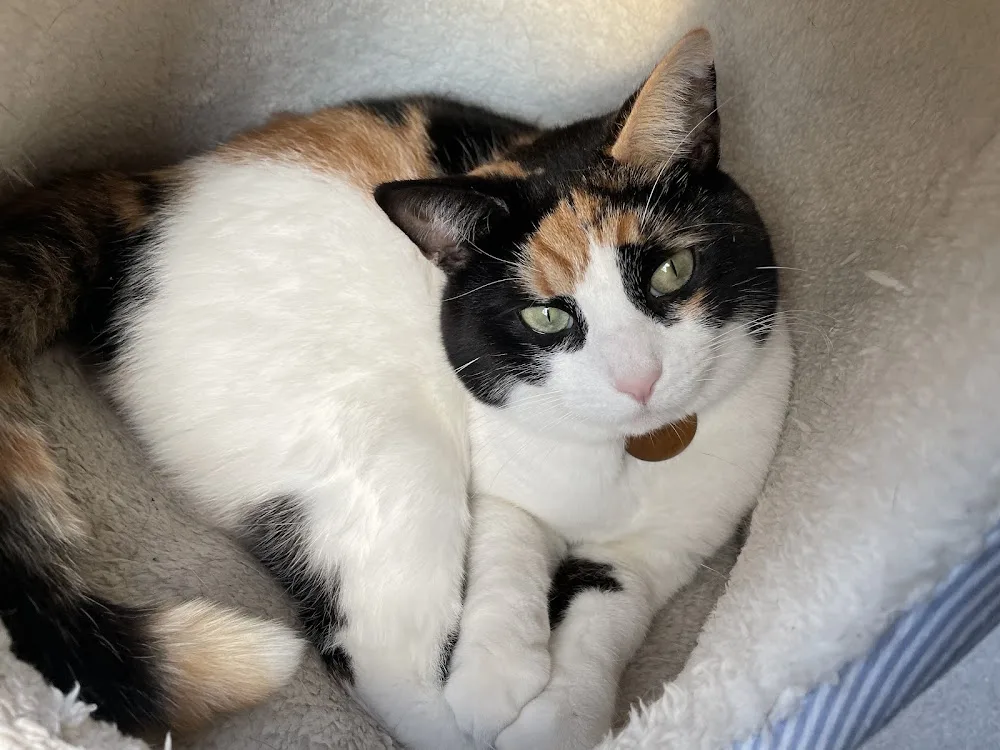 Orchard Cottage Cattery - Darlington pet otel görseli 3