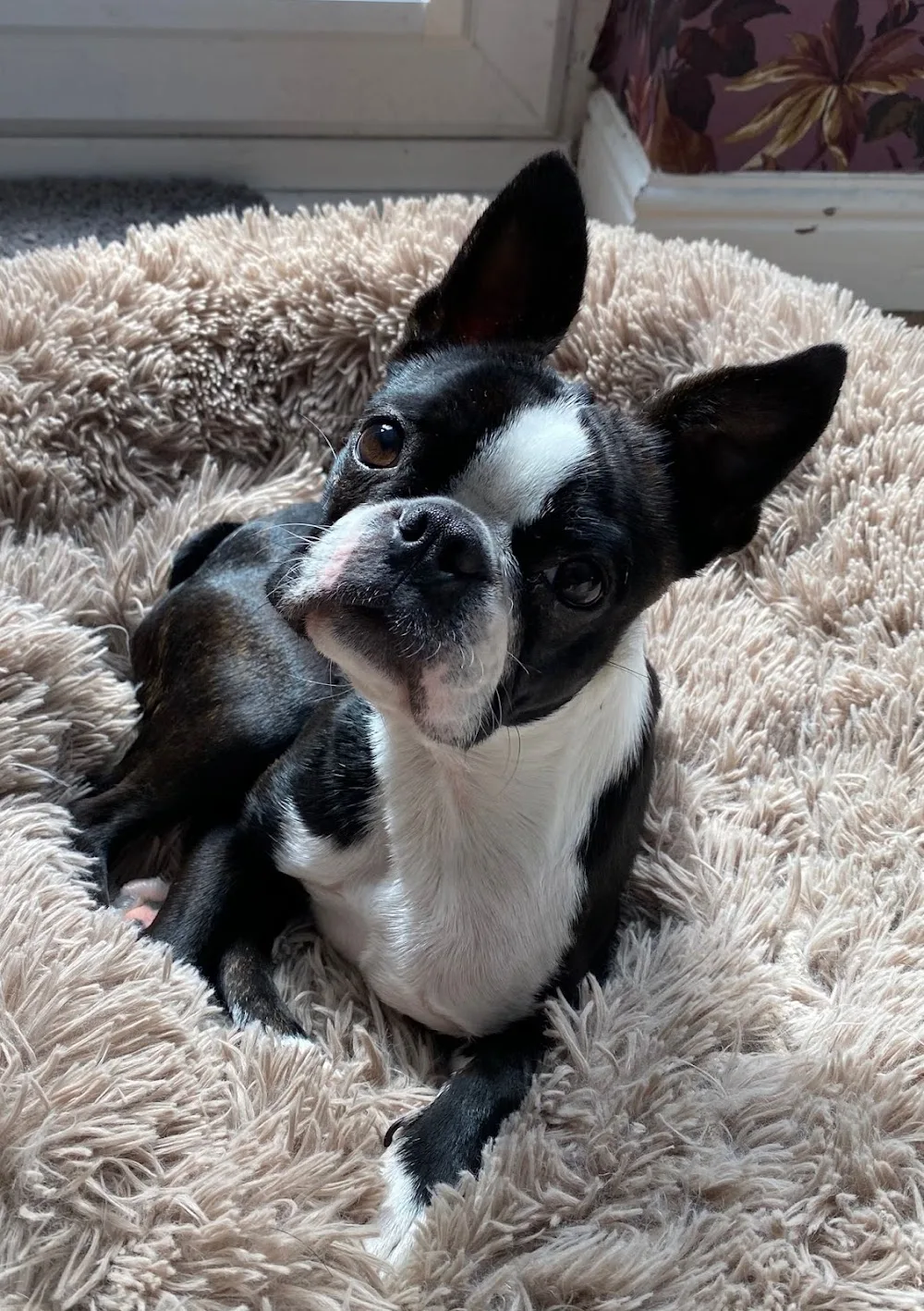 Paw Excellence - Darlington pet otel görseli 2