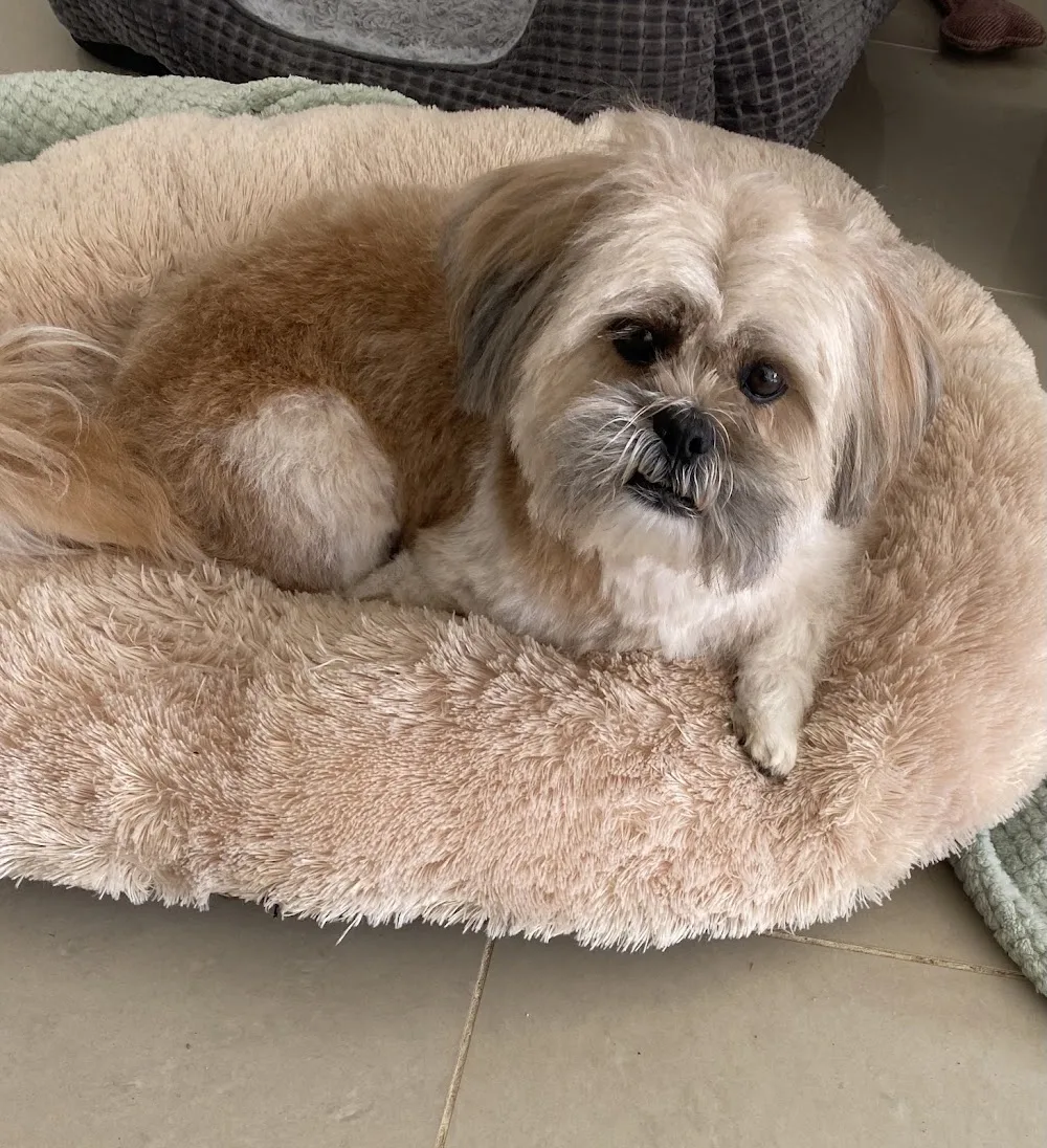 Paw Excellence - Darlington pet otel görseli 3