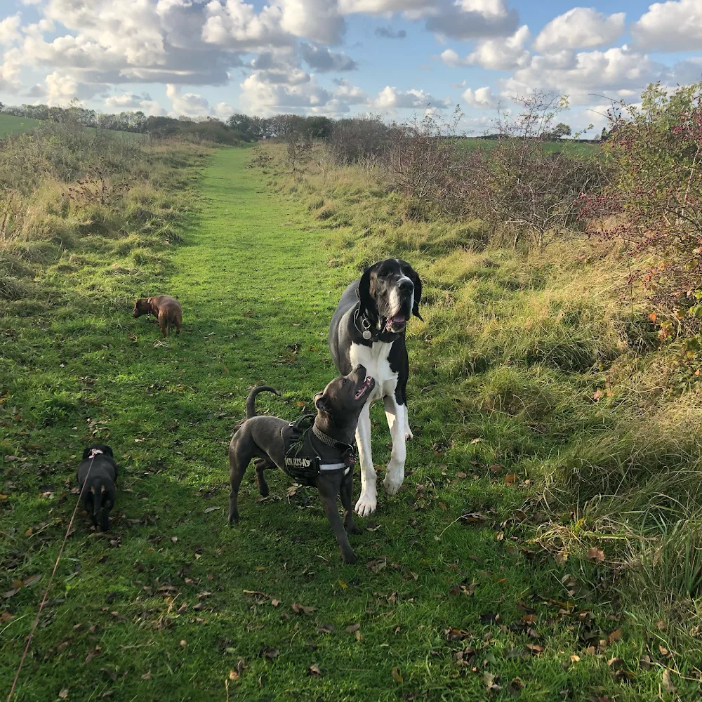 Paws and Claws Countryside Retreat - Darlington pet otel görseli 3