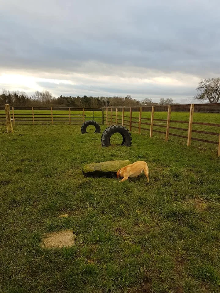 Sadberge Boarding Kennels & Cattery - Darlington pet otel