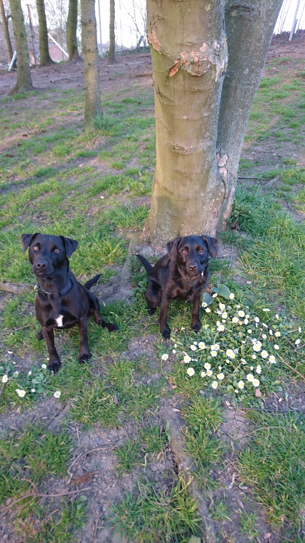 Skyecroft Kennels & Cattery - Darlington pet otel
