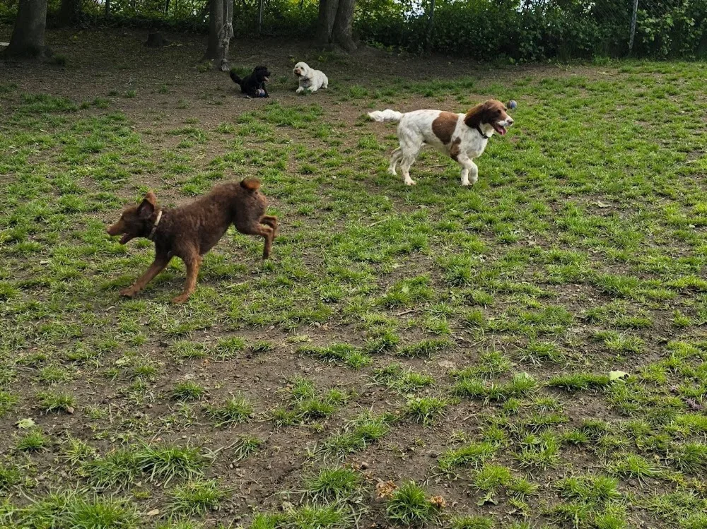 Skyecroft Kennels & Cattery - Darlington pet otel görseli 3