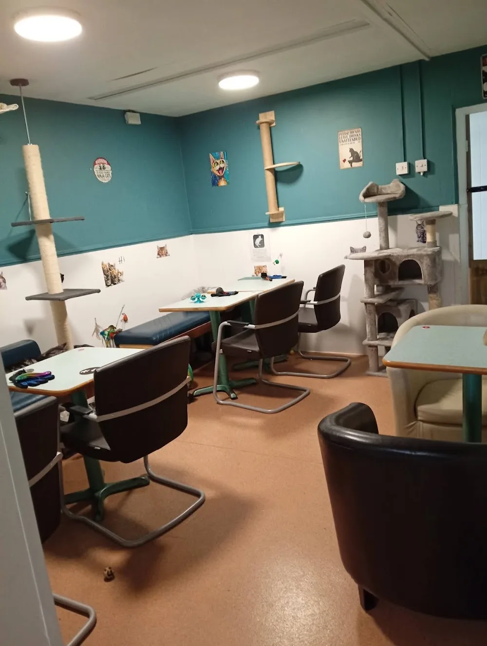 The Cats’ Den Coffee House - Darlington pet otel