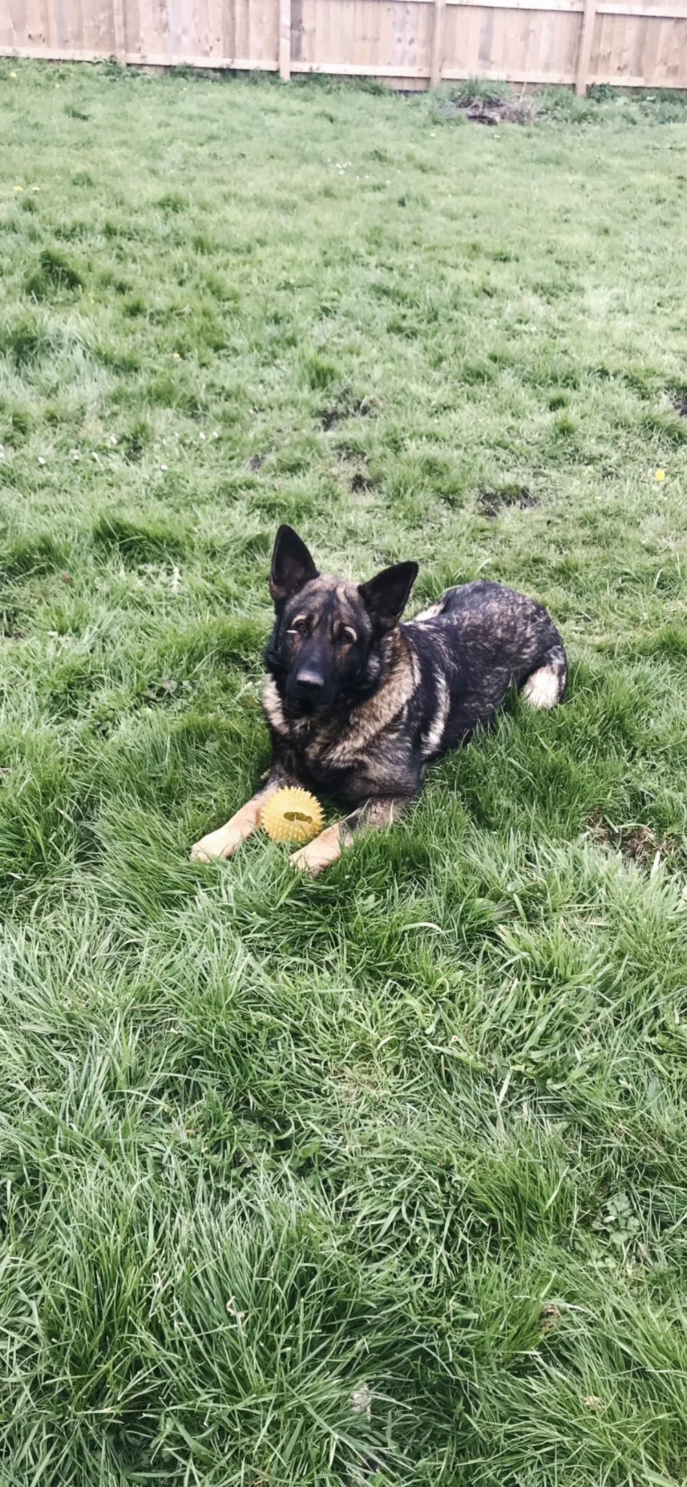 Whitton moor farm kennels - Darlington pet otel