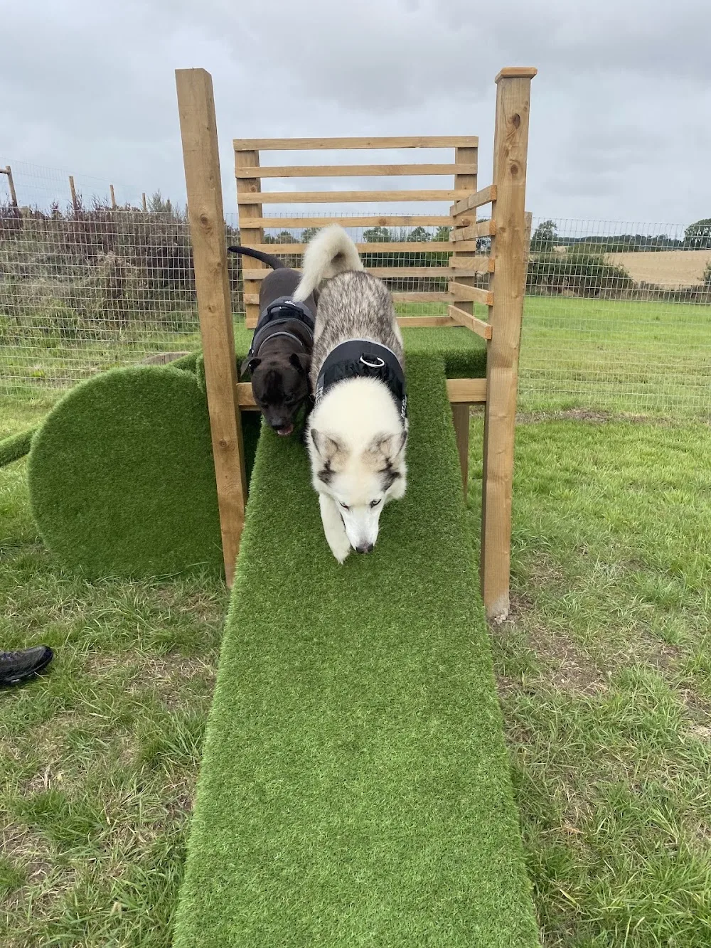 Whitton moor farm kennels - Darlington pet otel görseli 3