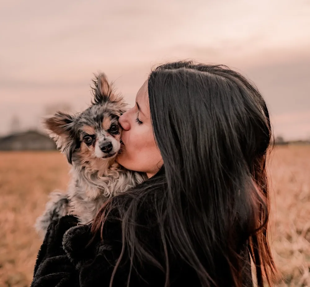 Baasje - Erkend & Huiselijk hondenpension & uitlaatservice - regio Kruisem & boetiek accessoires voor hond & kat - De Pinte pet otel görseli 2