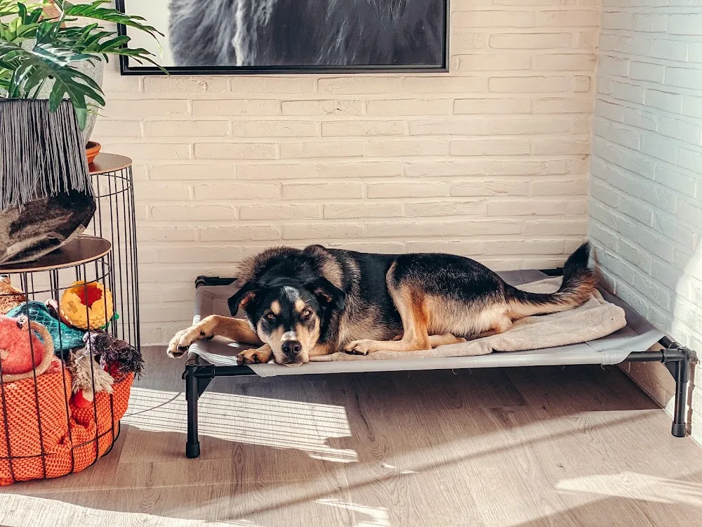 Baasje - Erkend & Huiselijk hondenpension & uitlaatservice - regio Kruisem & boetiek accessoires voor hond & kat - De Pinte pet otel görseli 3