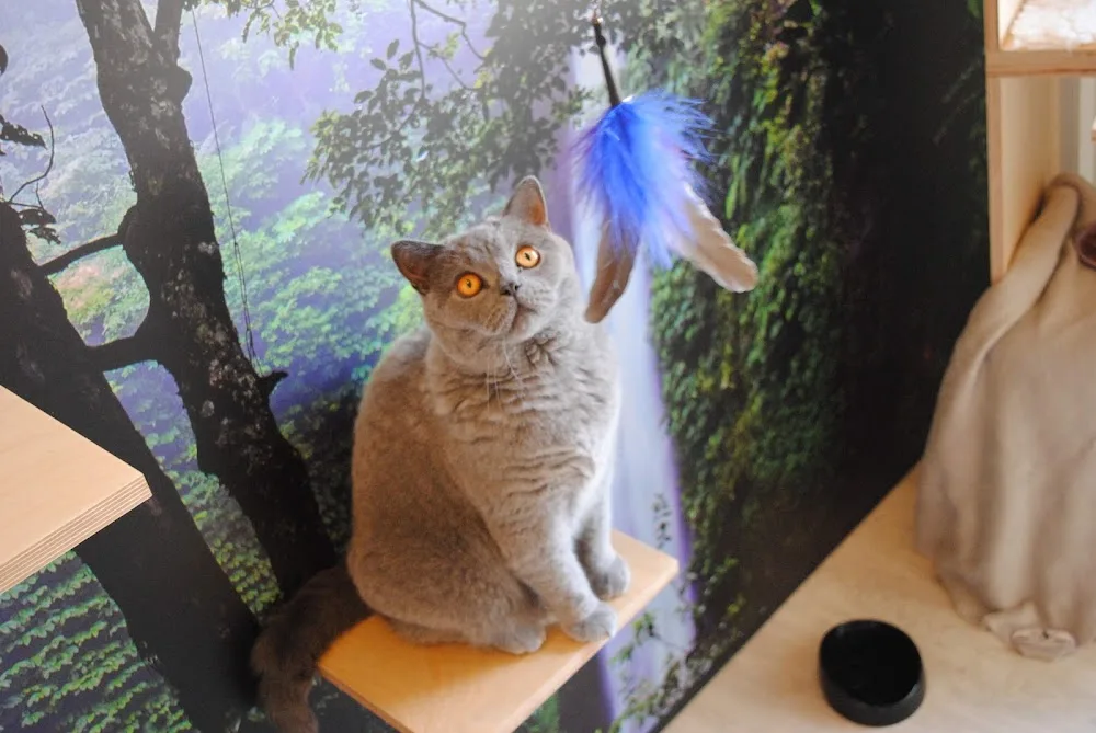 Chat-o-Resort, kattenhotel - De Pinte pet otel