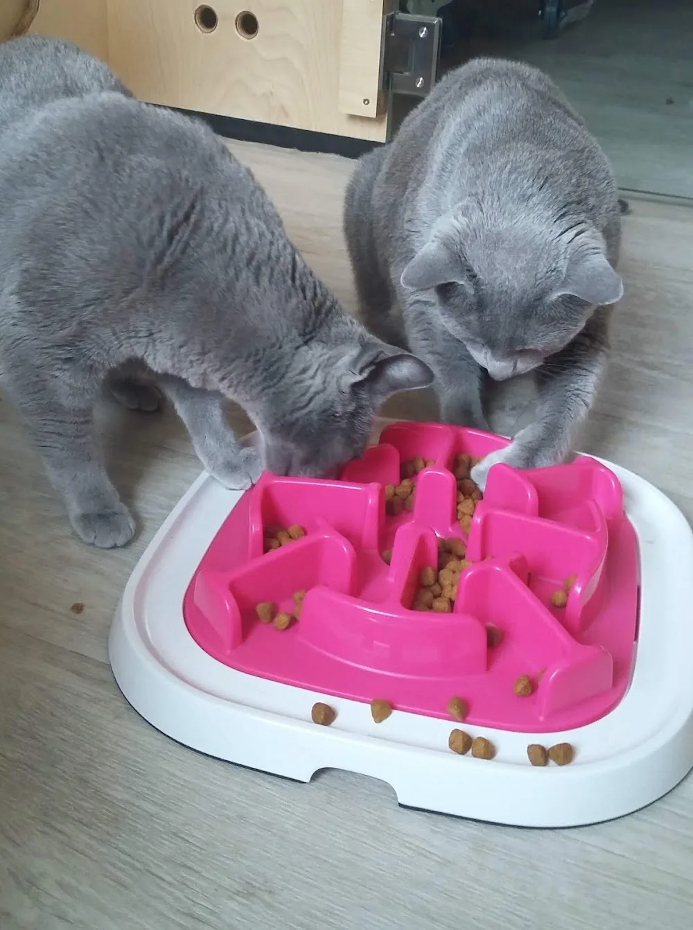 Chat-o-Resort, kattenhotel - De Pinte pet otel görseli 5