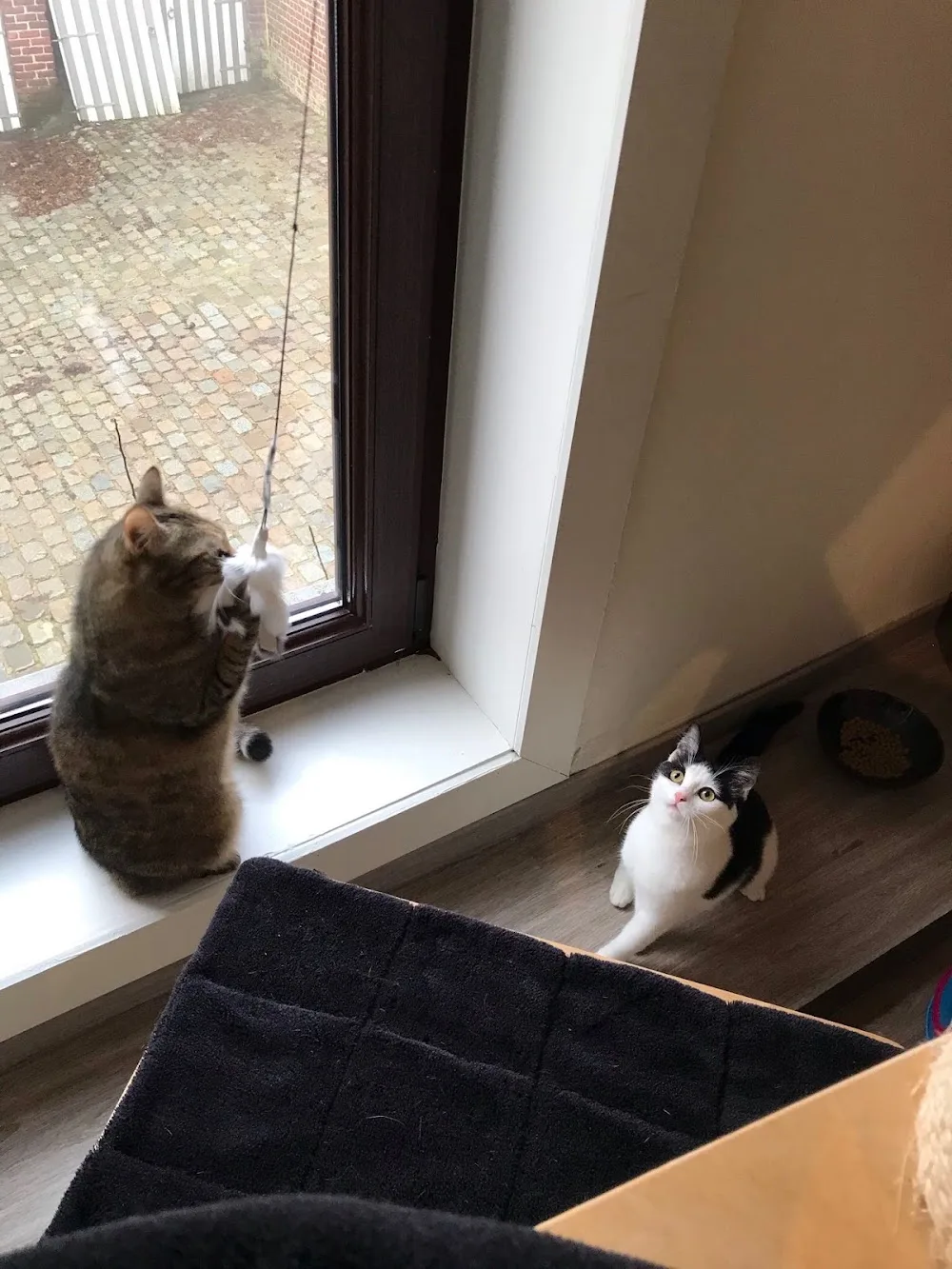 Château-du-chat - De Pinte pet otel görseli 3
