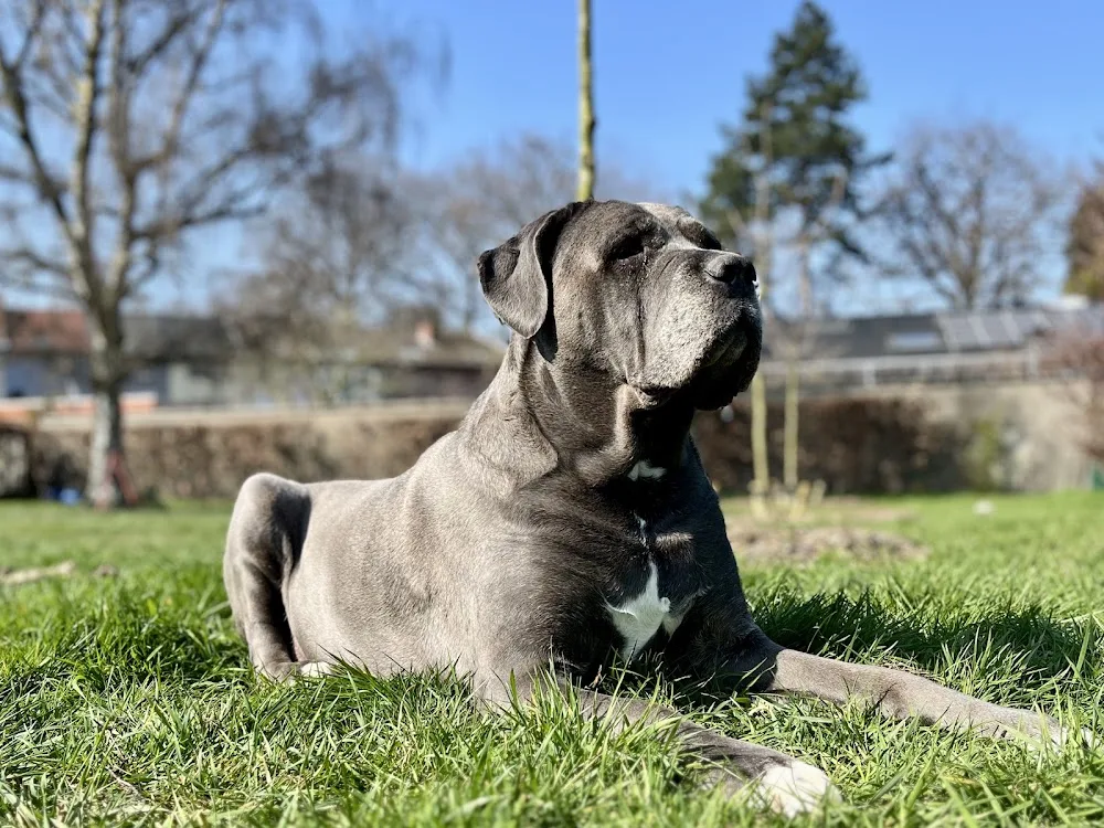 Chien d'Or hondenhotel - De Pinte pet otel görseli 6