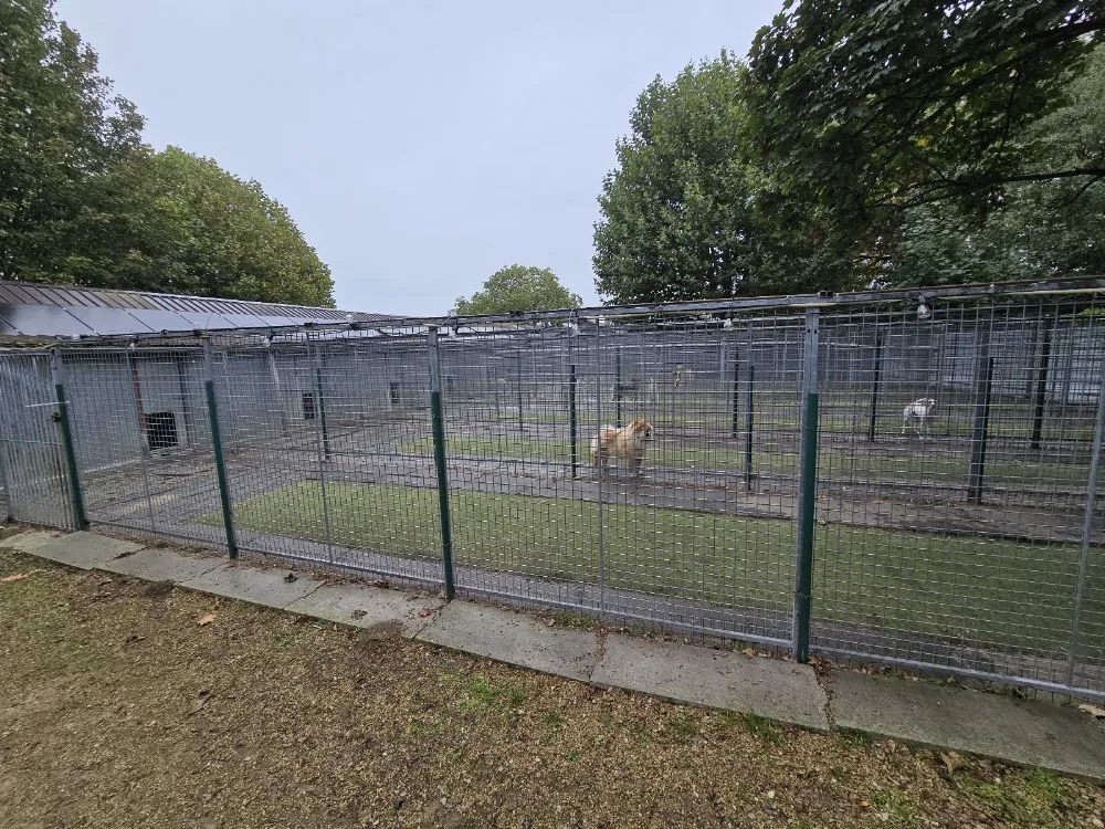 De Ark boarding kennels - De Pinte pet otel görseli 7