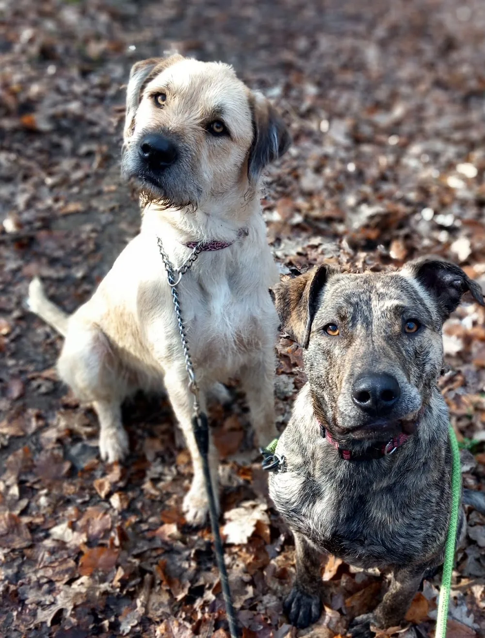 Dierenpension Le bon chien en Le bon chat - De Pinte pet otel görseli 2