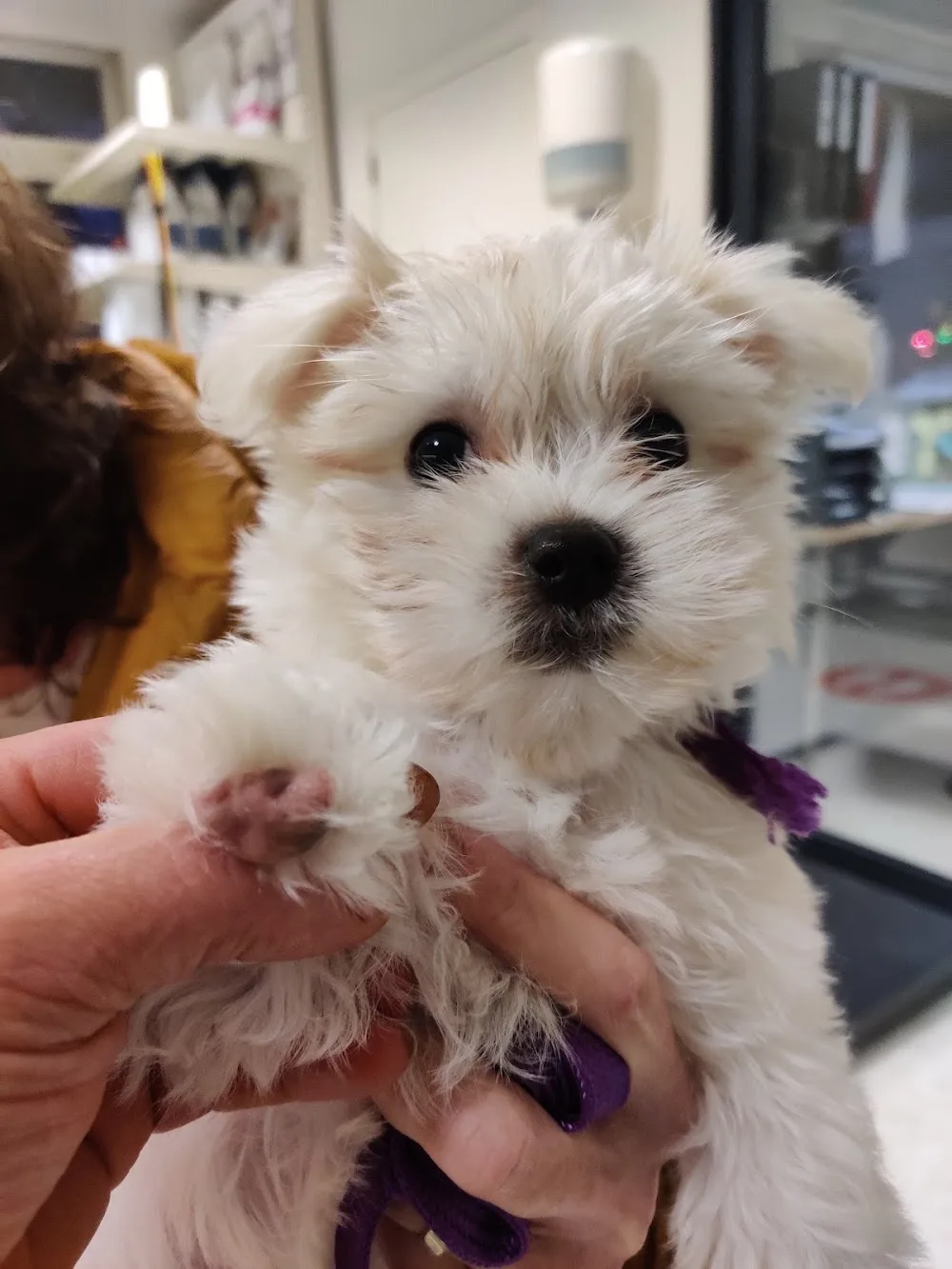 Dierenpension Le bon chien en Le bon chat - De Pinte pet otel görseli 3