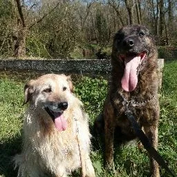 Dierenpension Le bon chien en Le bon chat - De Pinte pet otel görseli 4