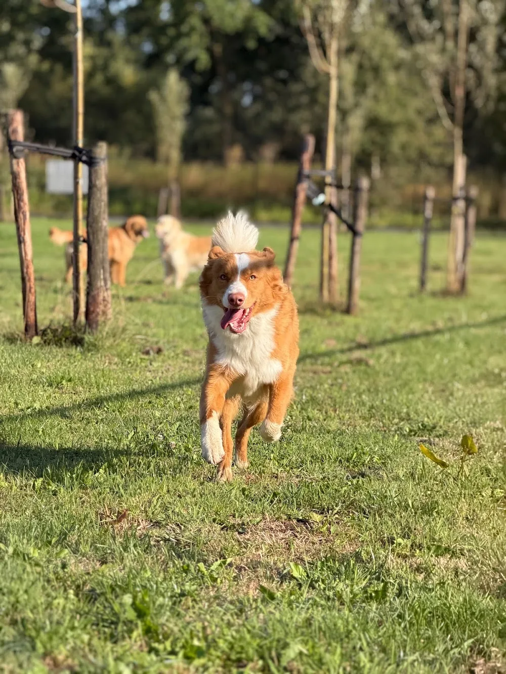 Hondenhotel WOOF - De Pinte pet otel görseli 3