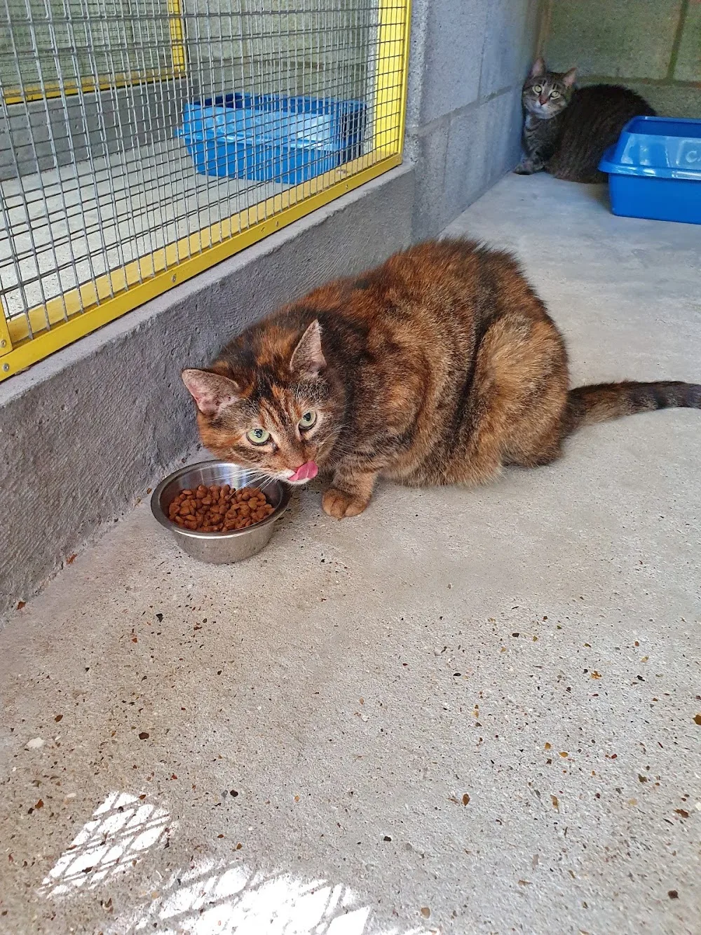 Kattenhotel Sfinx🐈⬛ - De Pinte pet otel