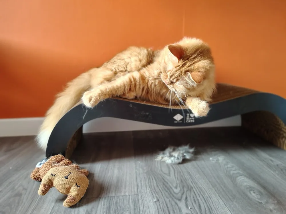 Kattenhotel Wonderland - De Pinte pet otel görseli 7