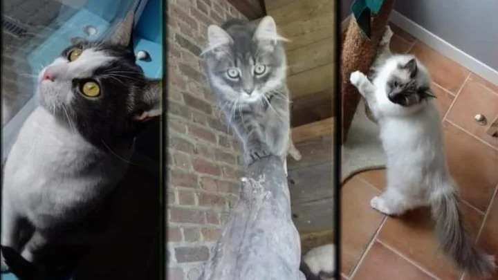 La Chat'maillerie - pension féline - De Pinte pet otel görseli 2