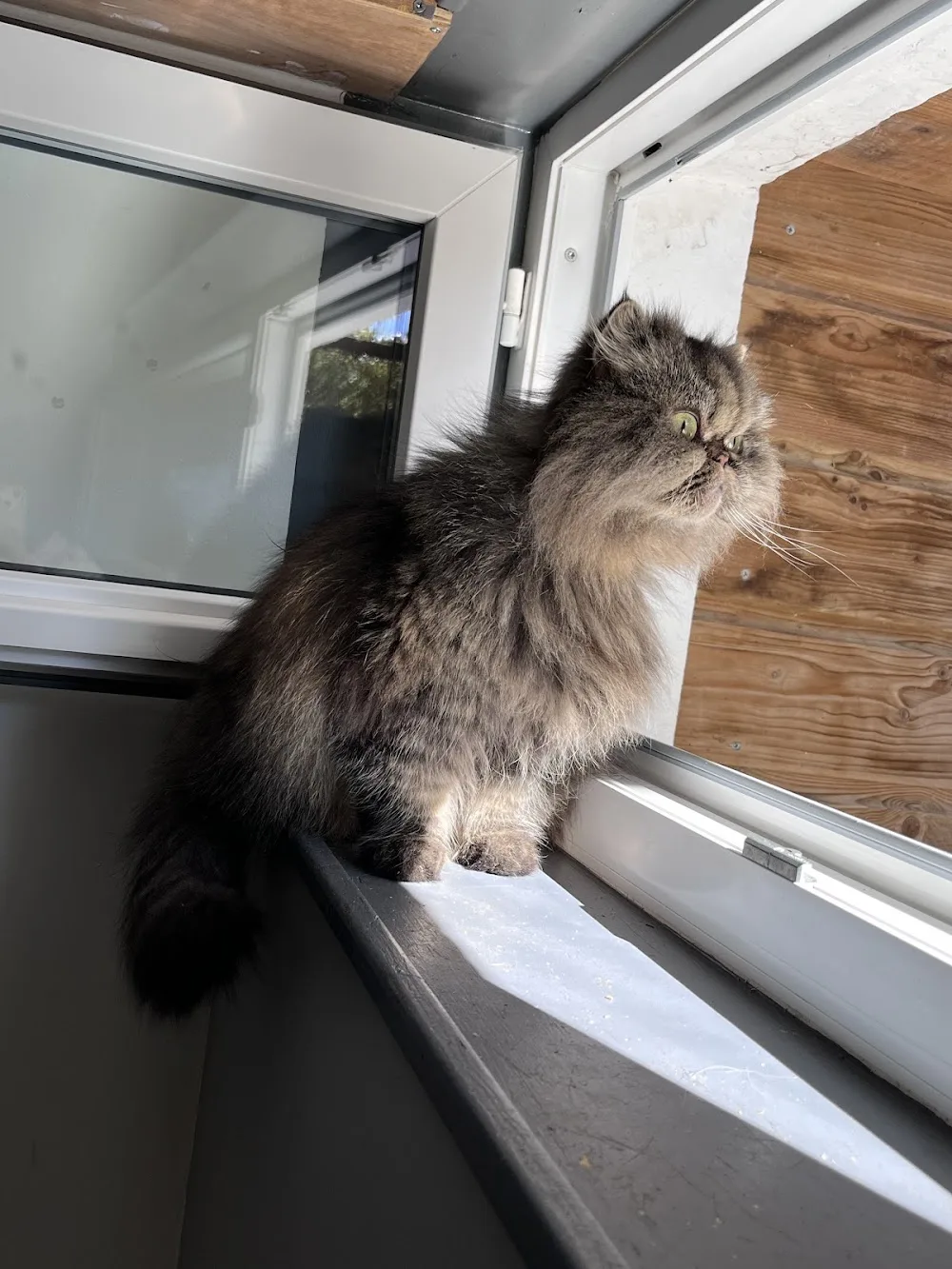 La Chat'maillerie - pension féline - De Pinte pet otel görseli 3