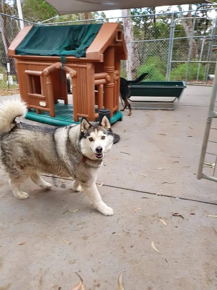 Blue Mountains Pet Resort - Deepwater pet otel görseli 6