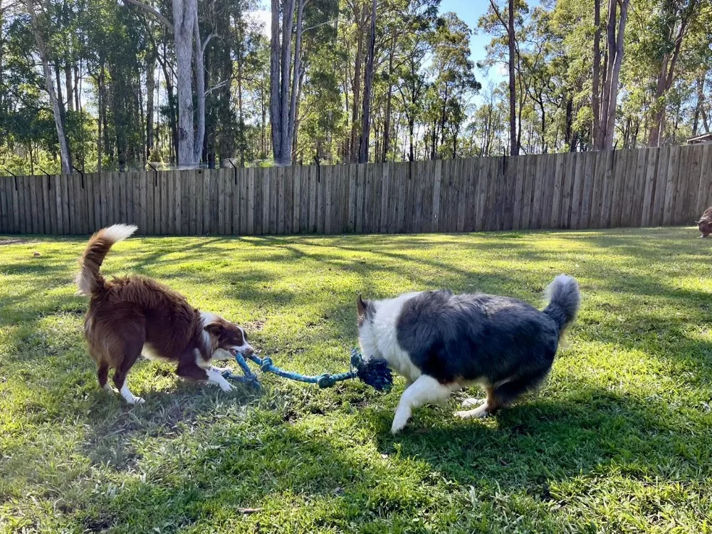 Fetch Pet Resort - Deepwater pet otel görseli 2