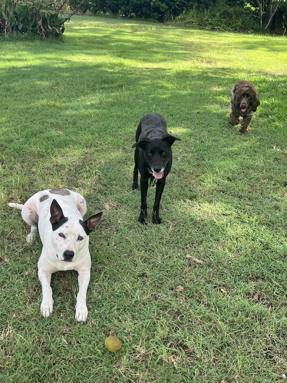 Gumtree petstayz and daycare Ettrick/Kyogle - Deepwater pet otel görseli 2