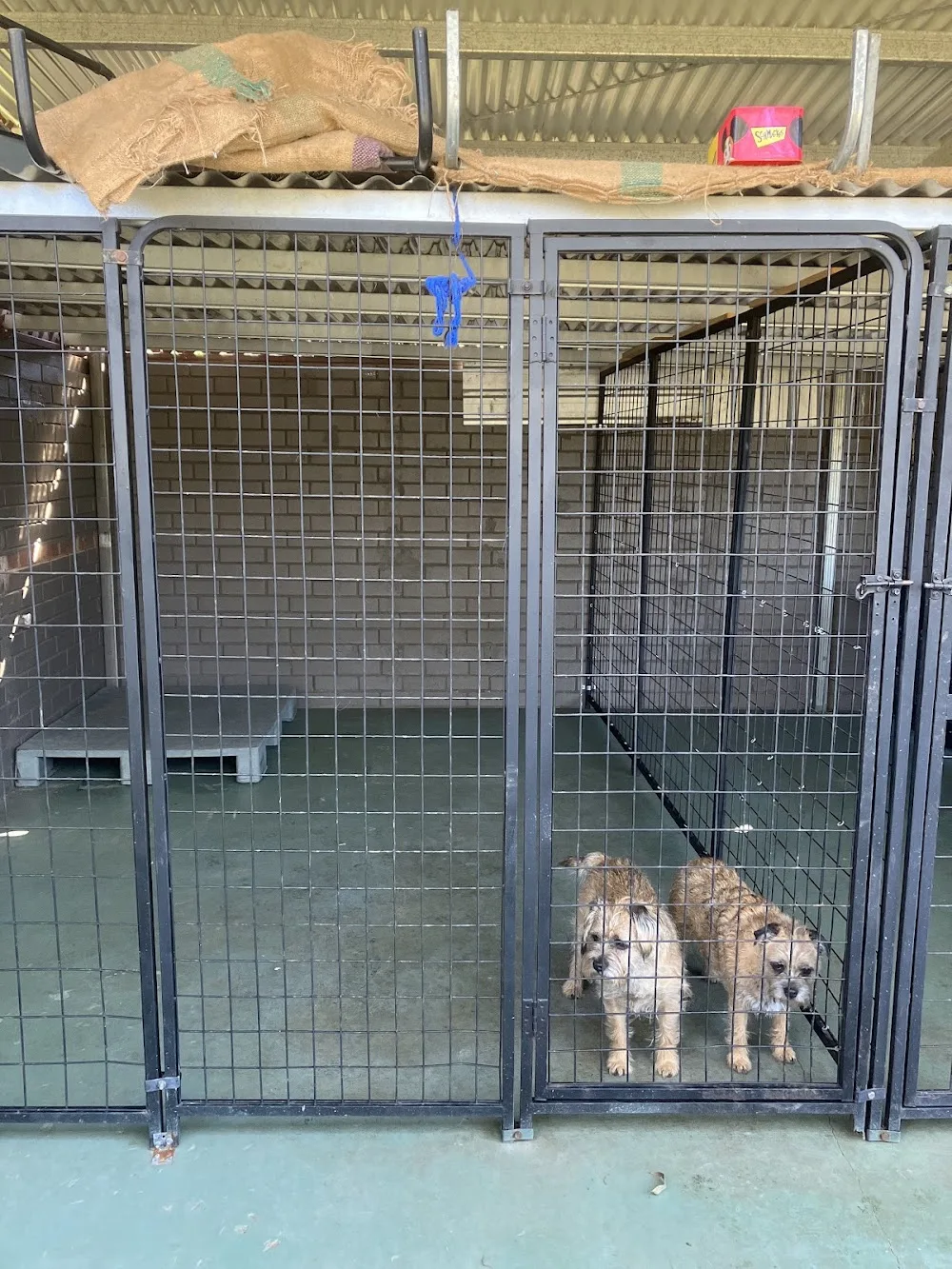 Gumtree petstayz and daycare Ettrick/Kyogle - Deepwater pet otel görseli 3