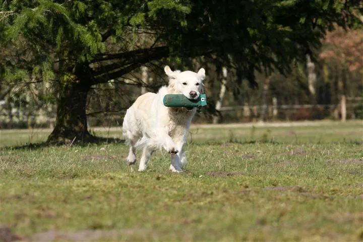 Hundepension Grimm - Delbrück pet otel görseli 3