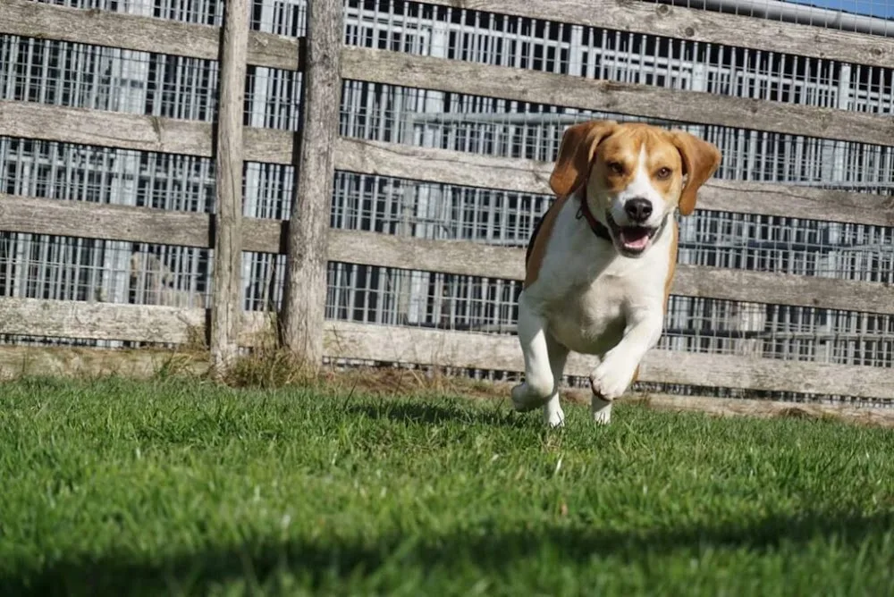 Celyn Kennels - Denbighshire pet otel