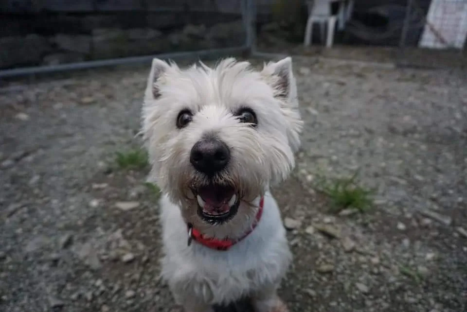 Celyn Kennels - Denbighshire pet otel görseli 3