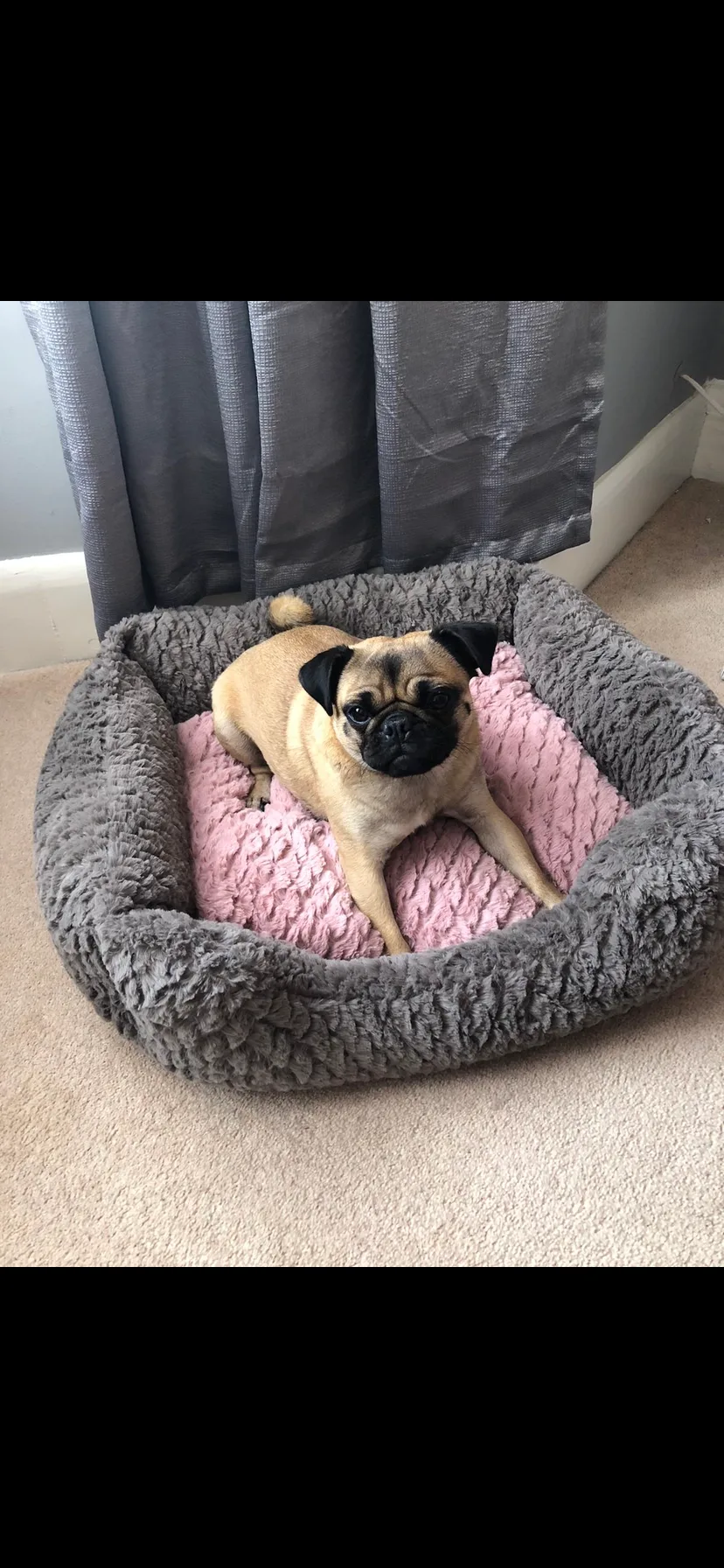 Little paws doggy daycare & boarding - Denbighshire pet otel