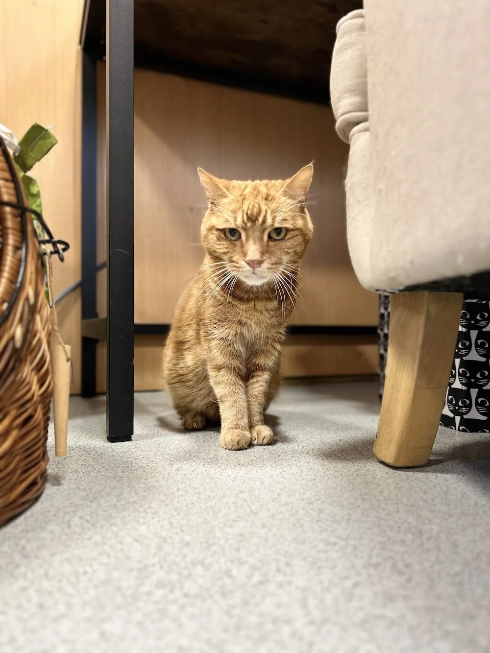 The Cat Nap Inn - Denbighshire pet otel görseli 2