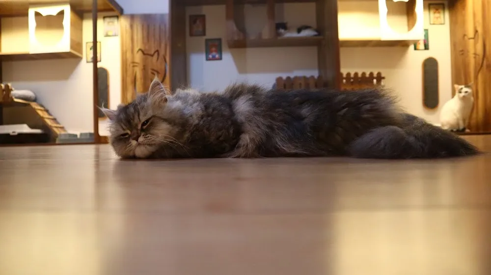 Denizli Kedi Oteli - Denizli pet otel görseli 2