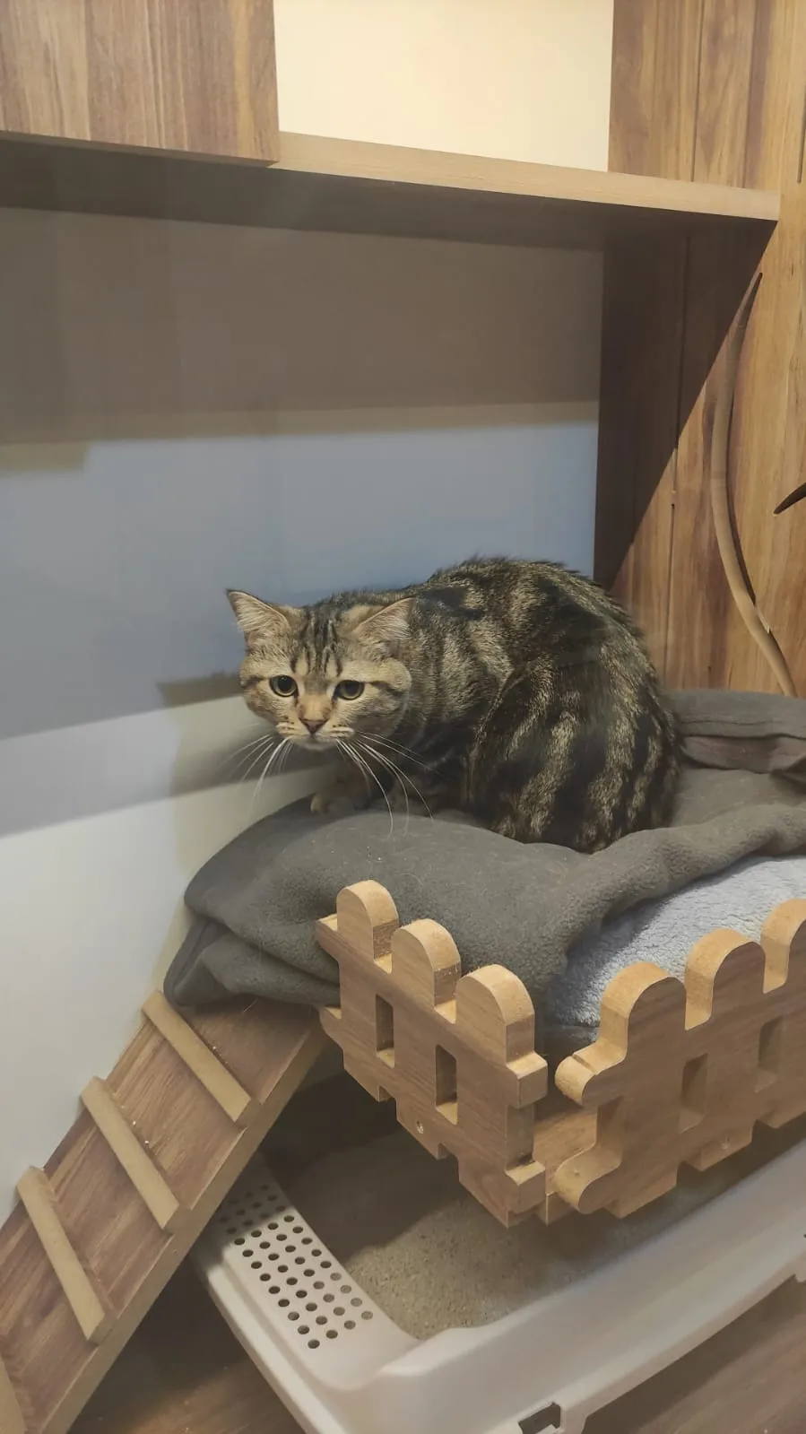 Denizli Kedi Oteli - Denizli pet otel görseli 3