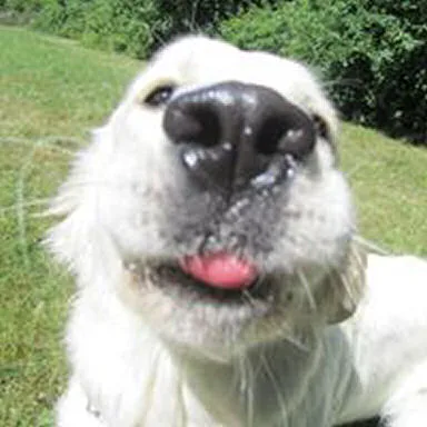 Breinholtgaard Retriever Pension - Denmark pet otel görseli 3