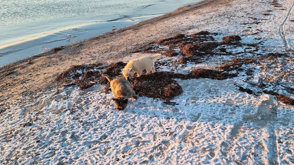 Brokjærgaard hunde og katte pension - Denmark pet otel