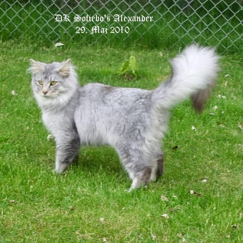 Cattery DK Musplheim - Denmark pet otel görseli 3