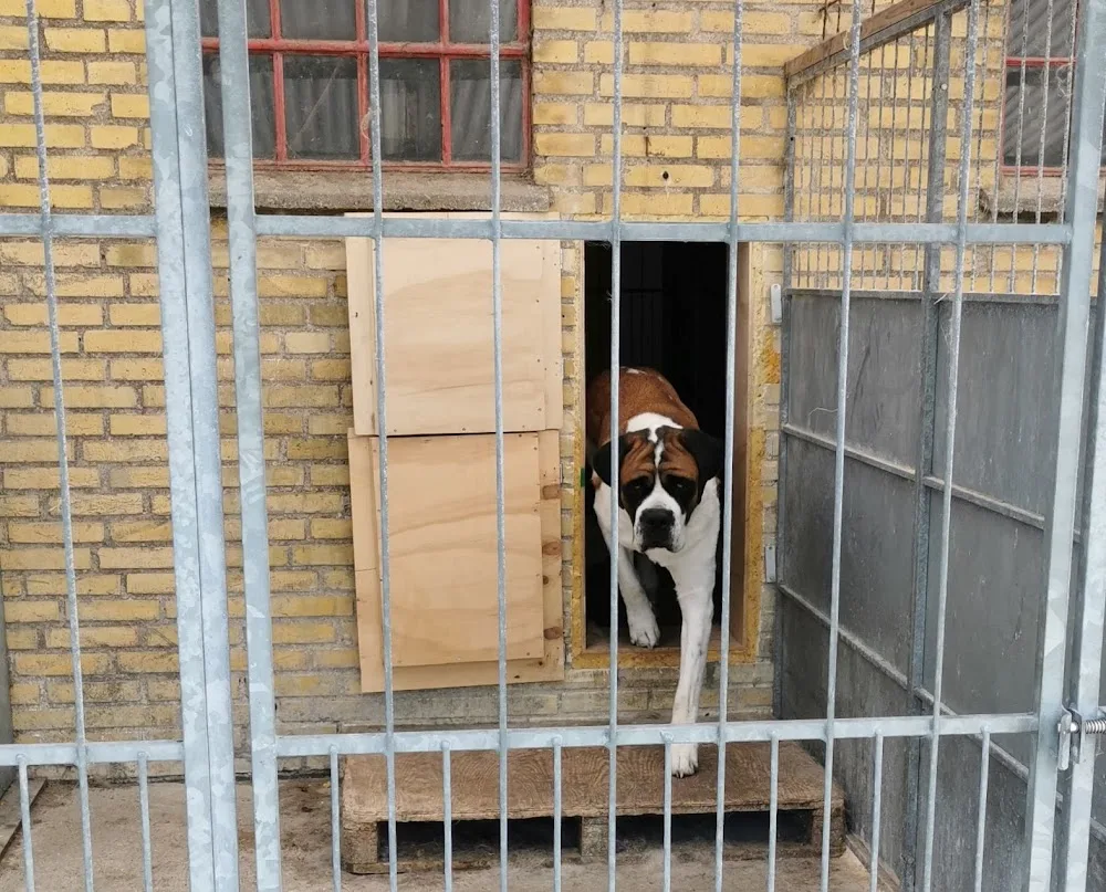 Falkebo Hundepension/Kennel Røsnæs v/Karin Kruger - Denmark pet otel görseli 3