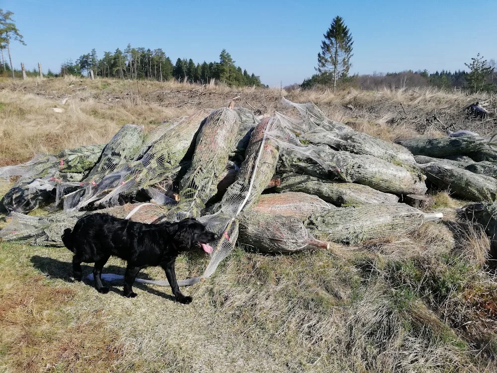 Feldballe Hundepension - Denmark pet otel görseli 7
