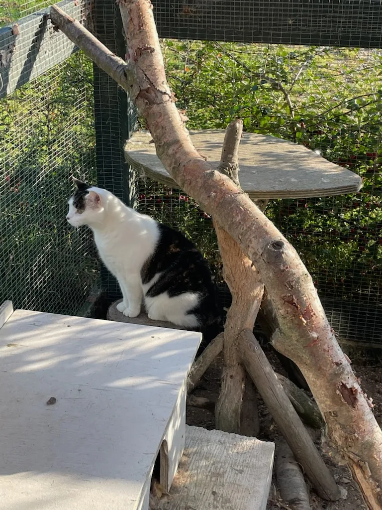 Horsenæs Kattepension - Denmark pet otel görseli 3