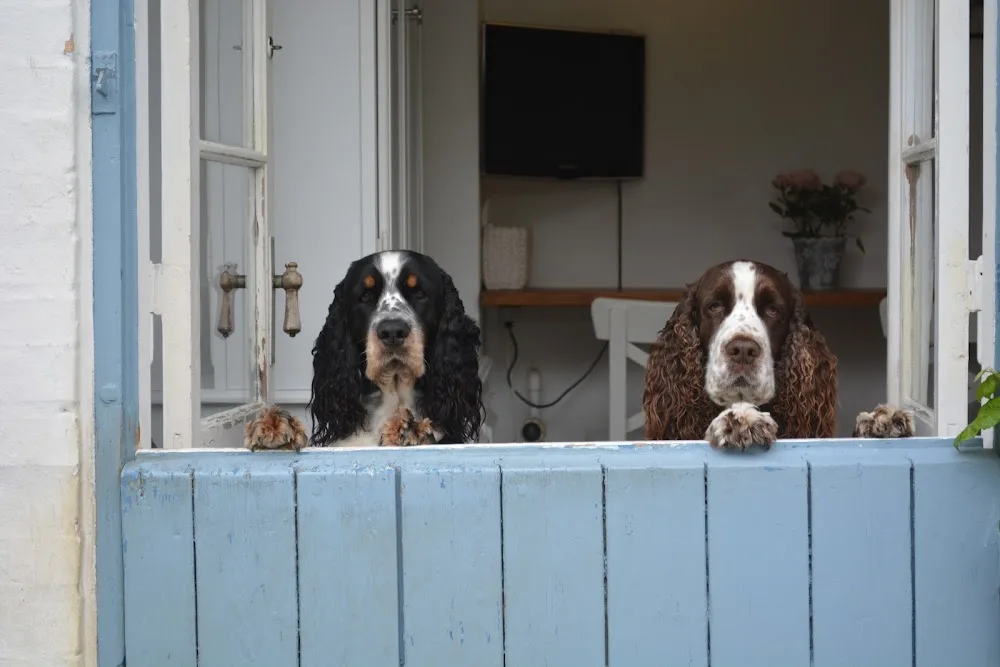 Kennel Alekri - Denmark pet otel