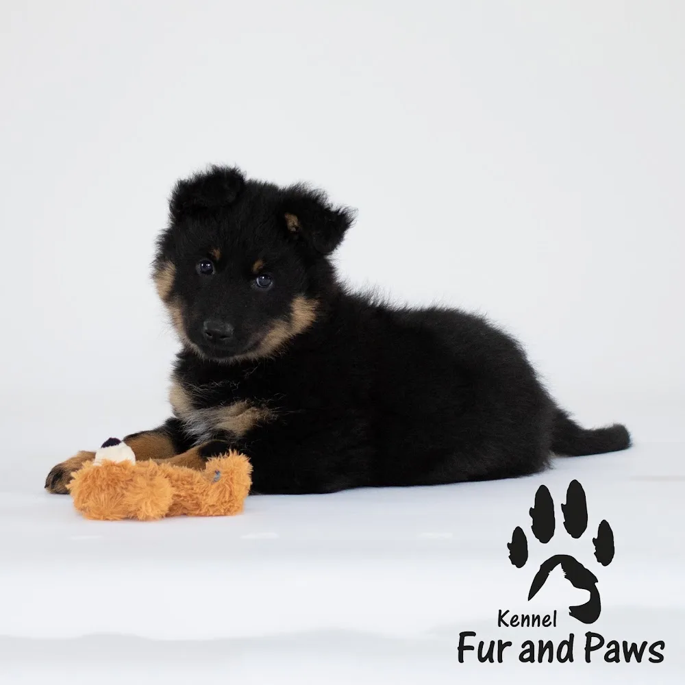 Kennel Fur and Paws - Denmark pet otel