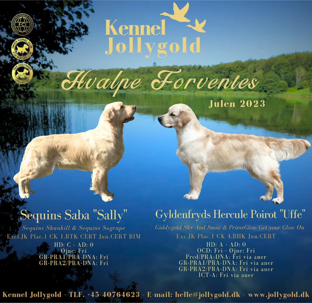 Kennel Jollygold - Denmark pet otel